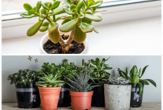 Ide Tanaman Hias Kecil untuk Kamar Anak, Percantik Ruangan Sekaligus Hadirkan Nuansa Segar