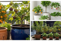 8 Tanaman Buah yang Tumbuh Subur di Pot, Teras Cantik dan Bisa Panen Sendiri