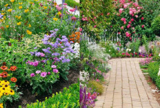 Rekomendasi Tanaman Hias Pekarangan Rumah yang Estetik dan Menyejukkan!