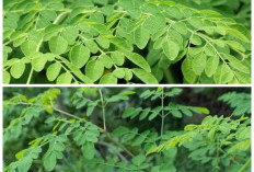 Rahasia Daun Kelor: Superfood Alami untuk Menjaga Kesehatan Tubuh!