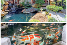 Halaman Terlihat Lebih Asri! Ide Kolam Ikan Natural yang Cantik dan Praktis Diterapkan