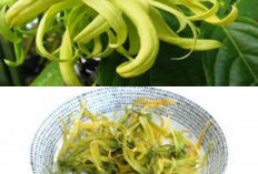 11 Manfaat Bunga Kenanga untuk Kesehatan Tubuh yang Harus Anda Tahu!