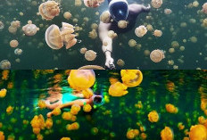 Pulau Kakaban Kembali Populer: Pesona Danau Ubur-Ubur Langka yang Tak Ada Duanya di Dunia