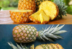 5 Manfaat Buah Nanas untuk Kesehatan Tubuh yang Perlu Diketahui, Kaya Nutrisi dan Enzim Alami