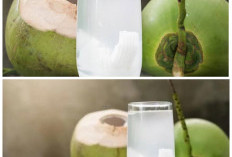 Rahasia Kesegaran Air Kelapa Muda untuk Menjaga Tubuh Tetap Fit!
