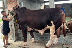 Sapi Banmas Presiden Berbobot 1 Ton Lebih, Dipelihara Peternak Milenial Pagar Alam