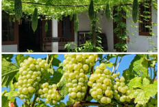 5 Pohon Buah Merambat untuk Teras Sejuk dan Asri, Percantik Rumah Sekaligus Panen Rutin
