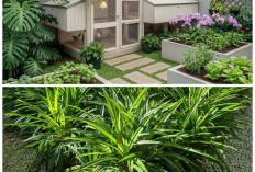 Halaman Tetap Rapi! 5 Tanaman Pengusir Ayam yang Sekaligus Mempercantik Taman Rumah