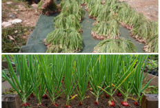 8 Inspirasi Taman Bawang Merah Kreatif, Kombinasi Bata dan Polybag yang Rapi & Estetik