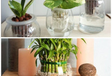 Rumah Makin Stylish di 2026! Deretan Tanaman Hias Hidroponik Estetik yang Mudah Dirawat Pemula