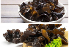 Manfaat Tersembunyi Jamur Kuping untuk Kesehatan yang Jarang Diketahui