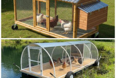 Inspirasi Kandang Ayam Portable DIY: Desain Simpel, Kokoh, dan Cocok untuk Pekarangan Rumah