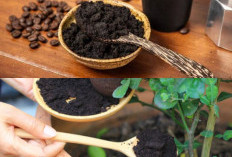  Jangan Langsung Dibuang, Ini 6 Kegunaan Ampas Kopi untuk Sehari-hari