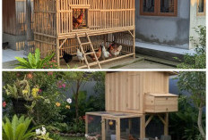 5 Cara Membuat Kandang Ayam Kampung dari Bambu yang Kokoh dan Estetik