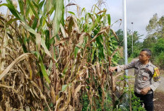 Dukung Astacita Presiden RI, Bhabinkamtibmas Monitoring Lahan Pangan di Pagar Alam