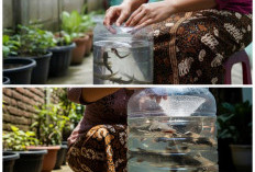 7 Cara Merawat Lele dalam Galon Tanpa Aerator, Rahasia Pemula Panen Melimpah di Lahan Sempit