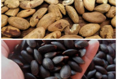 Manfaat Buah Kedawung untuk Kesehatan Tubuh, Si Kecil dengan Segudang Khasiat Alami