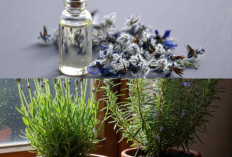 7 Tanaman Pengharum Ruangan Alami Ini Bikin Rumah Wangi Semerbak dan Lebih Sehat