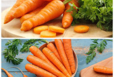 Rahasia Kesehatan Alami: Segudang Manfaat Wortel yang Wajib Anda Ketahui!