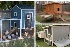 7 Inspirasi Desain Kandang Ayam : Solusi Cerdas Bebas Bau dan Tetap Estetik