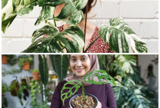 Rahasia Perawatan Janda Bolong Supaya Tumbuh Rimbun dengan Daun Sehat dan Mengilap