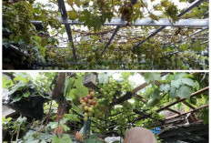 Teras Makin Estetik! 10 Ide Kebun Anggur Bergaya Mediterania untuk Rumah