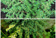 Jangan Diremehkan! Ketumpangan Air (Pilea Microphylla) Ternyata Menyimpan Banyak Manfaat Kesehatan