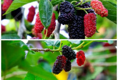 Buah Murbei dan Manfaatnya bagi Kesehatan, Superfood Alami yang Jarang Diketahui
