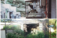 Inspirasi Kandang Burung Sederhana tapi Menarik, Cocok untuk Pecinta Burung Hias