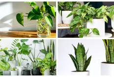 Segarkan Udara Rumahmu! 6 Tanaman Hias Ampuh Menyerap Polusi yang Wajib Dimiliki