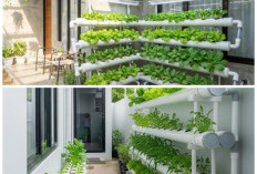 Lahan Mini Bukan Masalah! 5 Desain Kebun Rak Bertingkat 2026 yang Bikin Teras 2x3 Meter Lebih Hijau