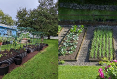 Cara Cerdas Bikin Kebun Sayur Estetik di Halaman Rumah: Rapi, Fungsional, dan Cocok untuk Lahan Sempit!