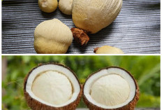 Jangan Langsung Dibuang, Ini Deretan Manfaat Kentos Kelapa bagi Tubuh