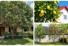 Rekomendasi Tanaman Buah Cantik untuk Depan Rumah yang Mudah Dirawat, Bikin Taman Makin Segar