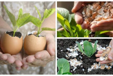 Tak Disangka, Cangkang Telur Punya 5 Manfaat Penting untuk Tanaman: Murah, Alami, dan Mudah Didapat