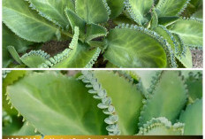 Khasiat Daun Cocor Bebek: 5 Kegunaan Alami untuk Tubuh dan Cara Pemakaiannya