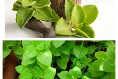 Kaya Khasiat! Mengenal Daun Bangun-Bangun, Tanaman Herbal Ajaib Penangkal Berbagai Penyakit