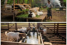Anti Ribet! Tips Sukses Ternak Kambing di Tengah Kesibukan Kantoran