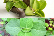Bisa Ditanam di Pekarangan, Ini Cara Mengolah Daun Bangun-Bangun untuk Booster Imun Harian!