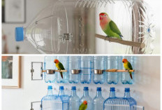 Hemat Kantong! Sulap Botol Plastik Jadi 8 Kandang Lovebird Fungsional yang Bikin Burung Betah