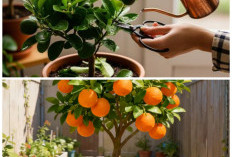 10 Buah Tropis yang Bisa Berbuah di Pot Meski Halaman Sempit, Rahasia Kebun Mini Cepat Panen