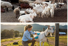 Tetap Produktif Meski Sibuk! Cara Beternak Kambing Tanpa Mengganggu Rutinitas Kerja