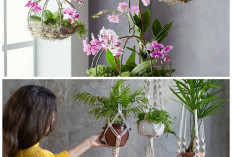 5 Tanaman Hias Gantung untuk Dalam Ruangan, Wangi Alami Bikin Rumah Lebih Rileks