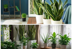 Tanpa Sinar Matahari Langsung, 5 Tanaman Ini Ampuh Segarkan Udara Kamar Mandi