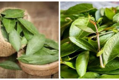 6 Manfaat Daun Pacar untuk Kesehatan, dari Meredakan Sakit Perut hingga Membantu Mengatasi Asam Lambung