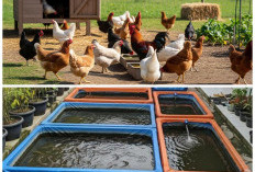 5 Usaha Ternak di Bawah 1 Juta yang Realistis: Cocok untuk Pemula yang Ingin Cuan Cepat