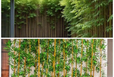 Rumah Lebih Asri! 6 Jenis Bambu Hias yang Cocok Percantik Halaman Hunian