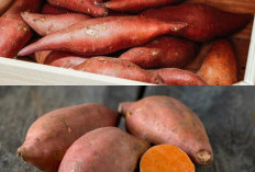 Lebih dari Sekadar Makanan Pengganjal Lapar, Ini Manfaat Ubi Jalar bagi Kesehatan yang Jarang Diketahui