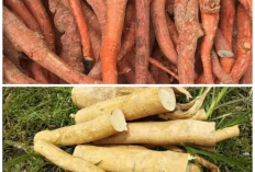 Jarang Disadari, Ini Khasiat Buah Pasak Bumi untuk Menjaga Kesehatan Tubuh