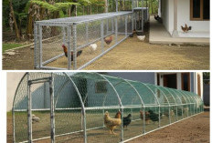 7 Desain Kandang Lorong Kawat untuk Ayam Umbaran, Praktis Lindungi Tanaman dan Hemat Biaya